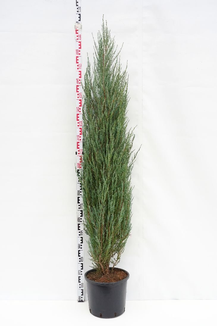 Spygliuotis, kadagys uolinis "Blue Arrow", aukštis 160-180 cm., vazonas 15 l.