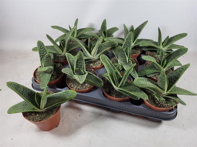 Kambarinis augalas, gasterija "Little Warty", vazonėlio skersmuo 9 cm.