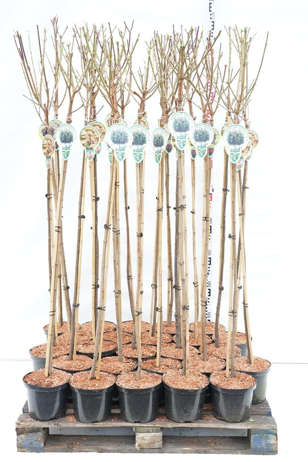 Dekoratyvinis medis, klevas paprastasis, įvairūs, aukštis 120 cm., vazonas 5 l.