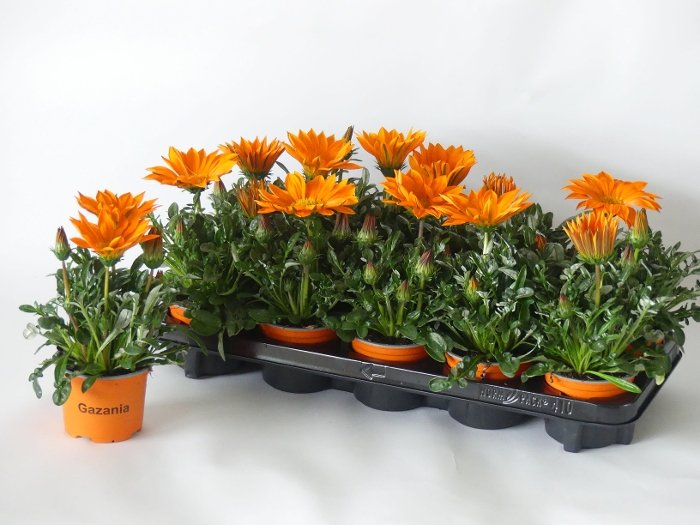 Kambarinis augalas, gazanija (oranžinė), vazonėlio skersmuo 11 cm.