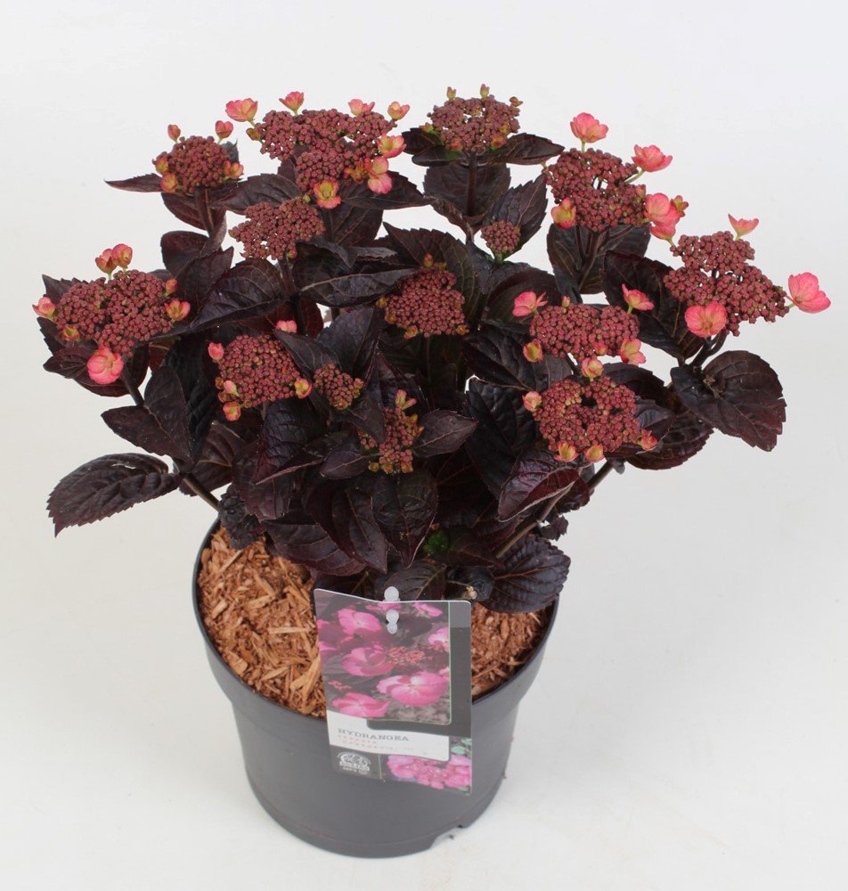 Dekoratyvinis krūmas, hortenzija "Serrata", vazonėlio skersmuo 19 cm.