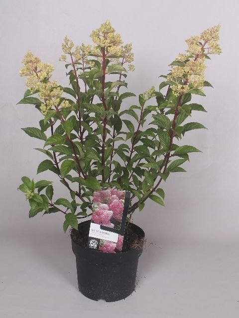 Dekoratyvinis krūmas, šluotelinė hortenzija "Vanille Fraise", vazonėlio skersmuo 17 cm.