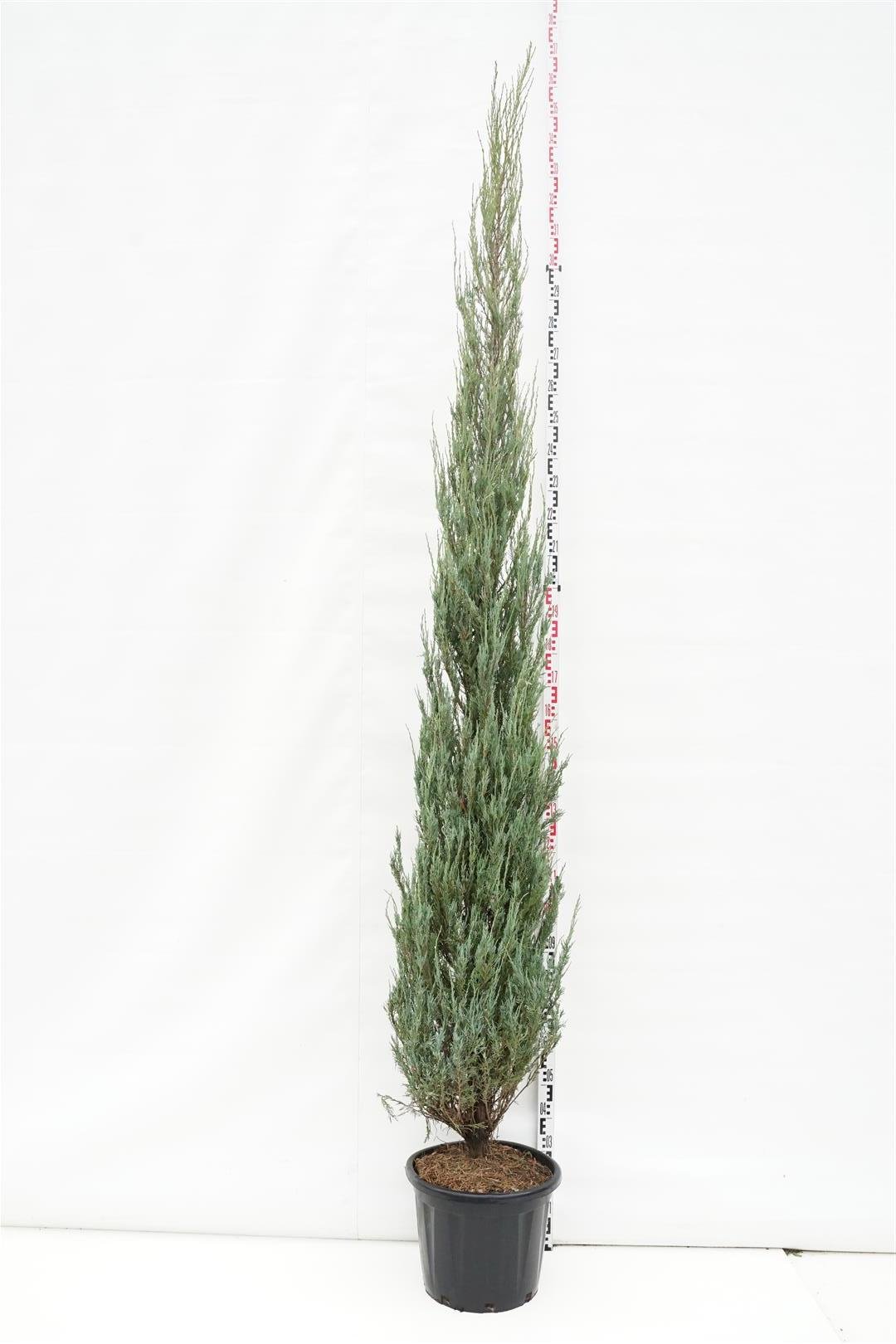 Spygliuotis, kadagys uolinis "Skyrocket", aukštis 200-250 cm., vazonas 35 l.