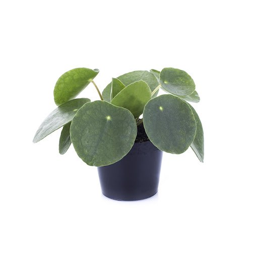 Kambarinis augalas, pilėja "Peperomioides", vazonėlio skersmuo 11 cm.