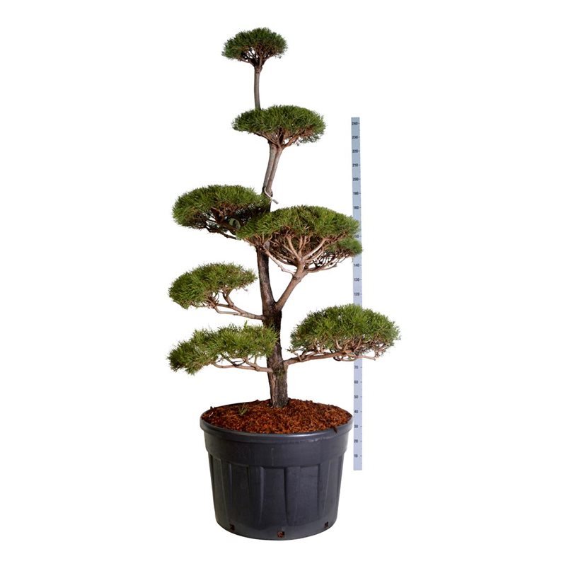 Spygliuotis, pušis paprastoji (bonsai), aukštis 200-225 cm., vazonas 230 l.