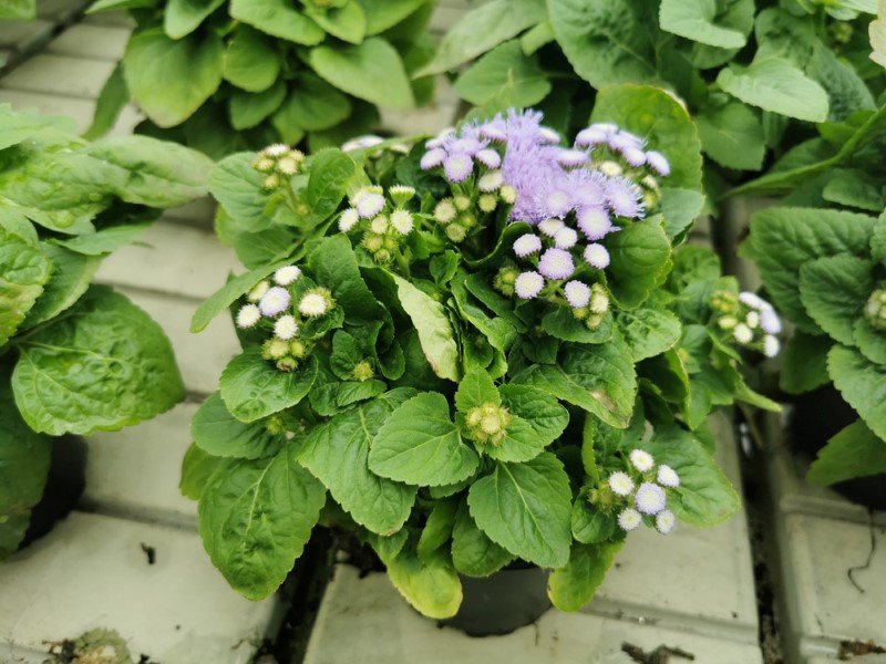 Vienmetė gėlė, žydrūnas, vazonėlio skersmuo 10 cm.