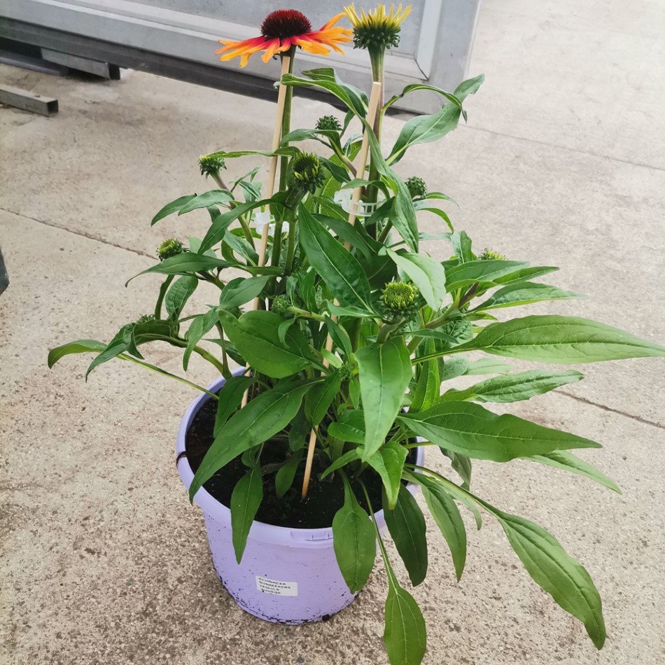 Daugiametė gėlė, ežiuolė, vazonėlio skersmuo 21 cm.