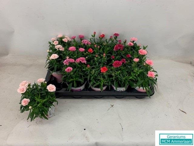 Kambarinis augalas, gvazdikėlis "Dian Osc Gem", vazonėlio skersmuo 11 cm.