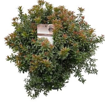 Dekoratyvinis krūmas, bereinutis japoninis "Little Heath", vazonėlio skersmuo 27 cm.