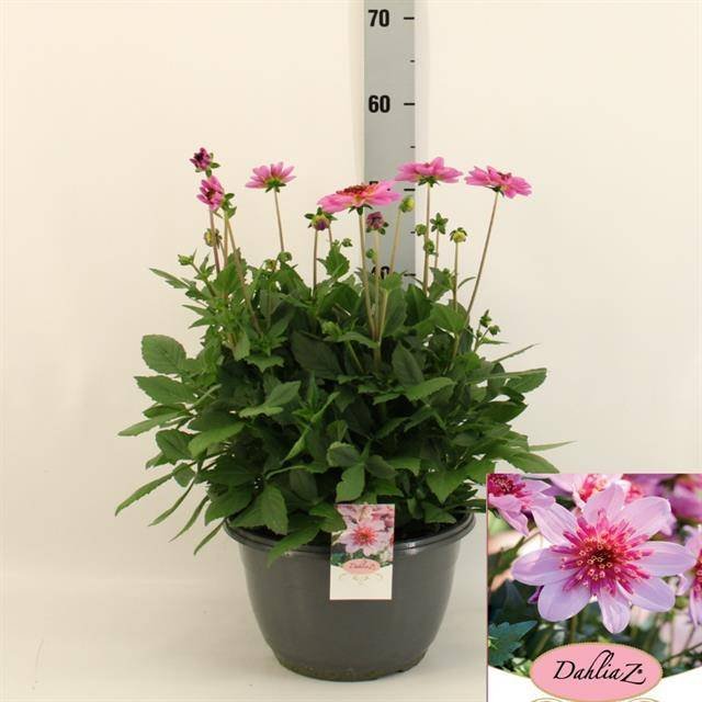 Vienmetė gėlė, jurginas "Starbu Pink", vazonėlio skersmuo 27 cm.