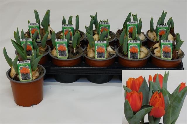 Kambarinis augalas, tulpė, vazonėlio skersmuo 12 cm.