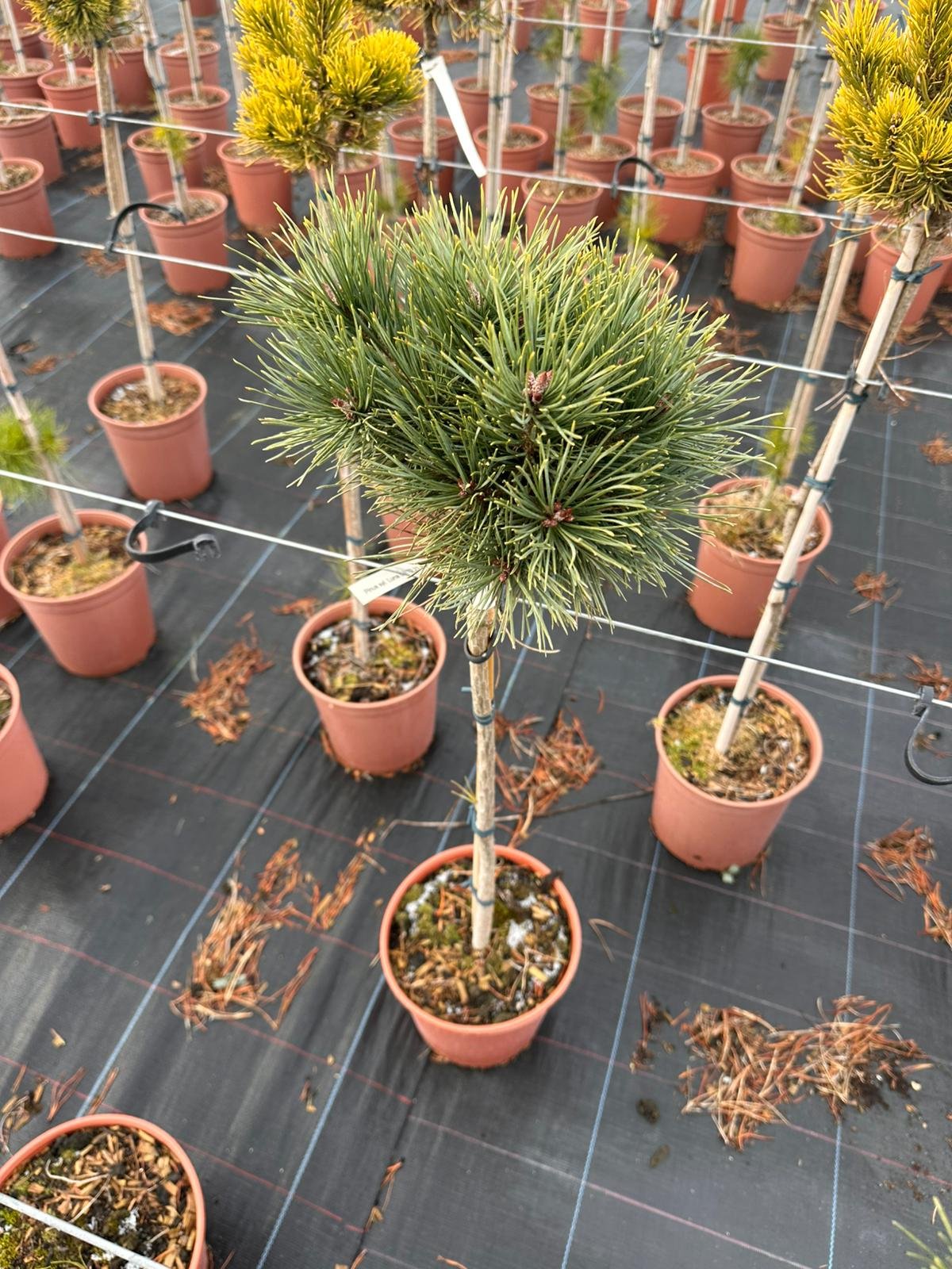 Spygliuotis, pušis paprastoji "Luna", ant stiebo, vazonėlio skersmuo 22 cm.