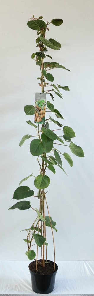 Vaiskrūmis, aktinidija, aukštis 150-175 cm., vazonas 5 l.