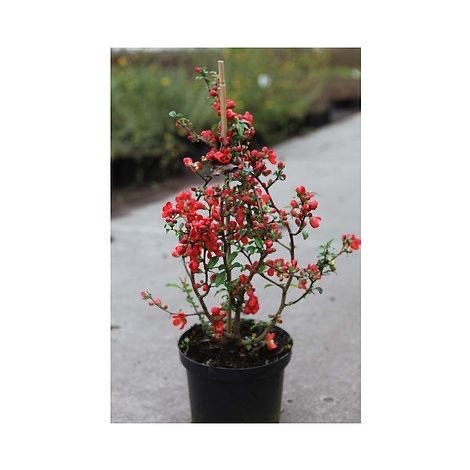Vaiskrūmis, svarainis valgomasis, vazonėlio skersmuo 16 cm.