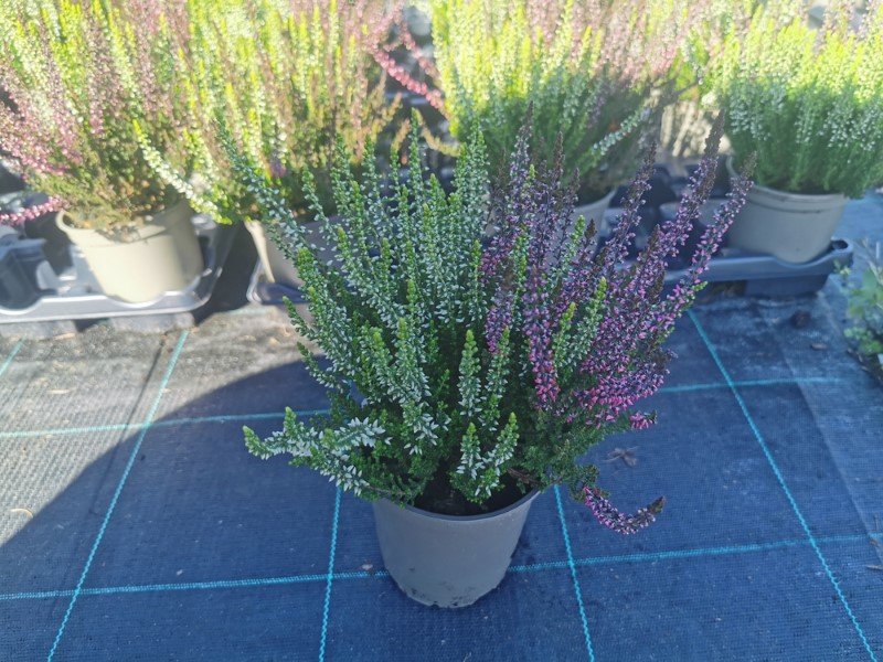 Vienmetis augalas, viržis, 2 spalvų, vazonėlio skersmuo 12 cm.