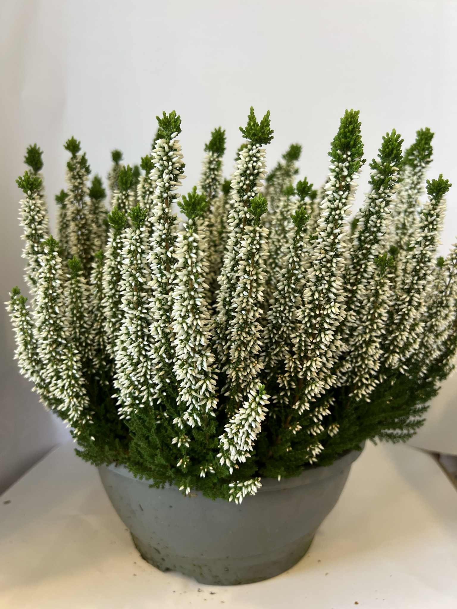 Vienmetis augalas, viržis, vazonėlio skersmuo 23 cm.