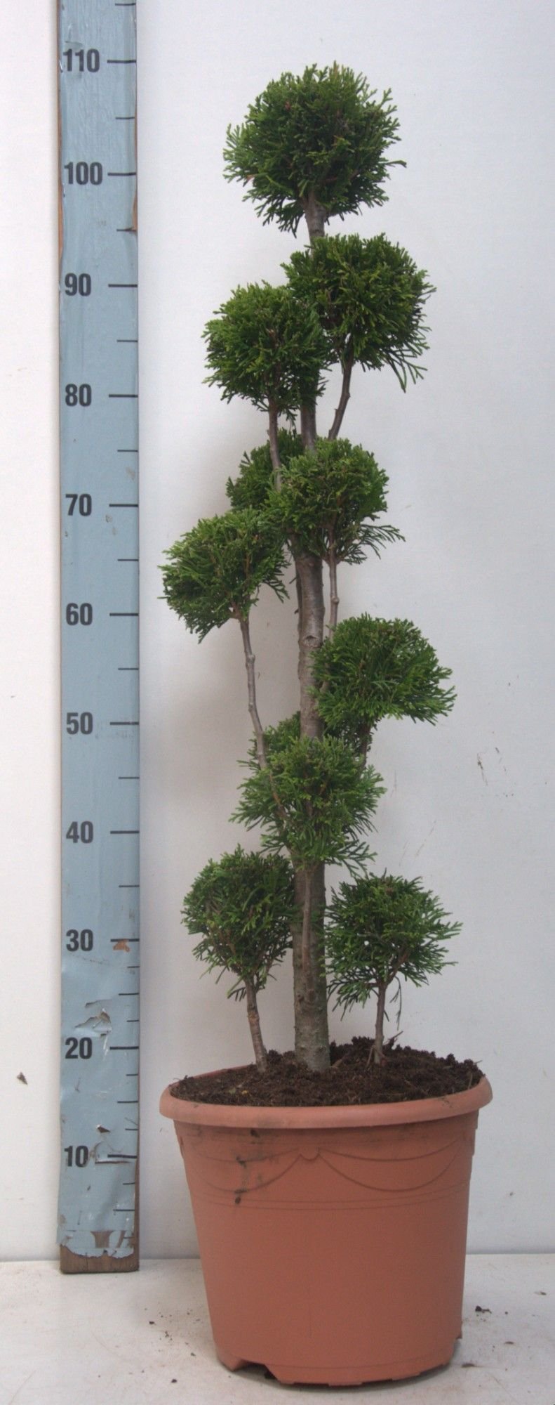 Spygliuotis, tuja vakarinė "Smaragd" (Pom Pom), aukštis 70-90 cm., vazonas 10 l.