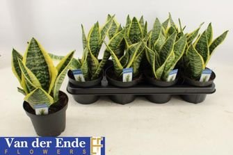 Kambarinis augalas, sansevjera "Futura Superb", vazonėlio skersmuo 14 cm.
