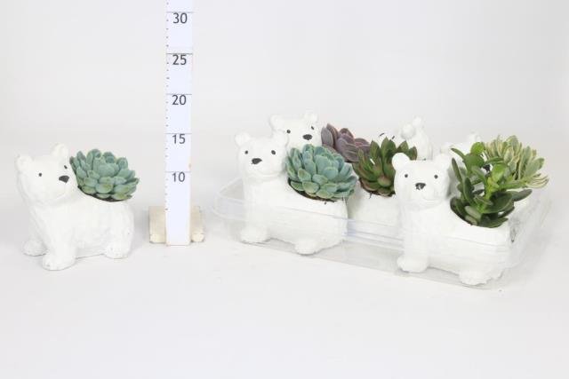Kambarinis augalas, sukulentas keraminiame vazonėlyje, vazonėlio skersmuo 7 cm.