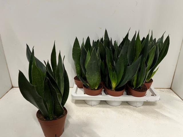 Kambarinis augalas, sansevjera trijuostė, vazonėlio skersmuo 14 cm.