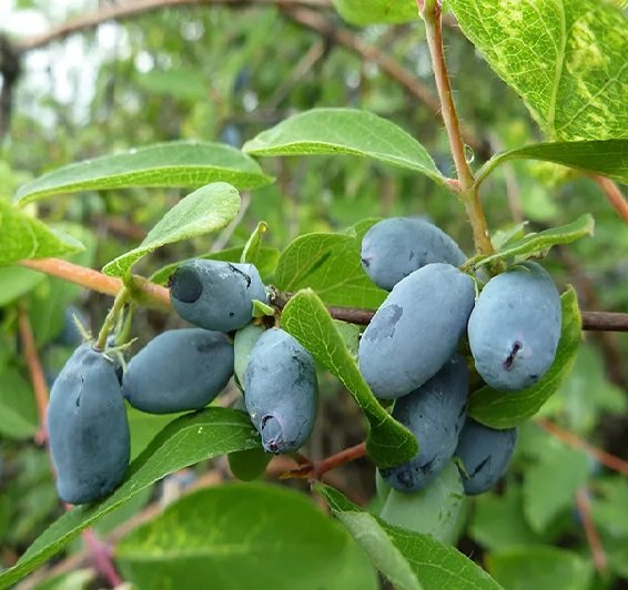 Vaiskrūmis, sausmedis valgomasis, įvairios veislės, aukštis 20-30 cm., vazonas 2 l.