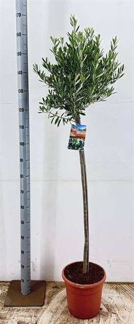 Dekoratyvinis krūmas, alyvmedis europinis, vazonėlio skersmuo 27 cm.