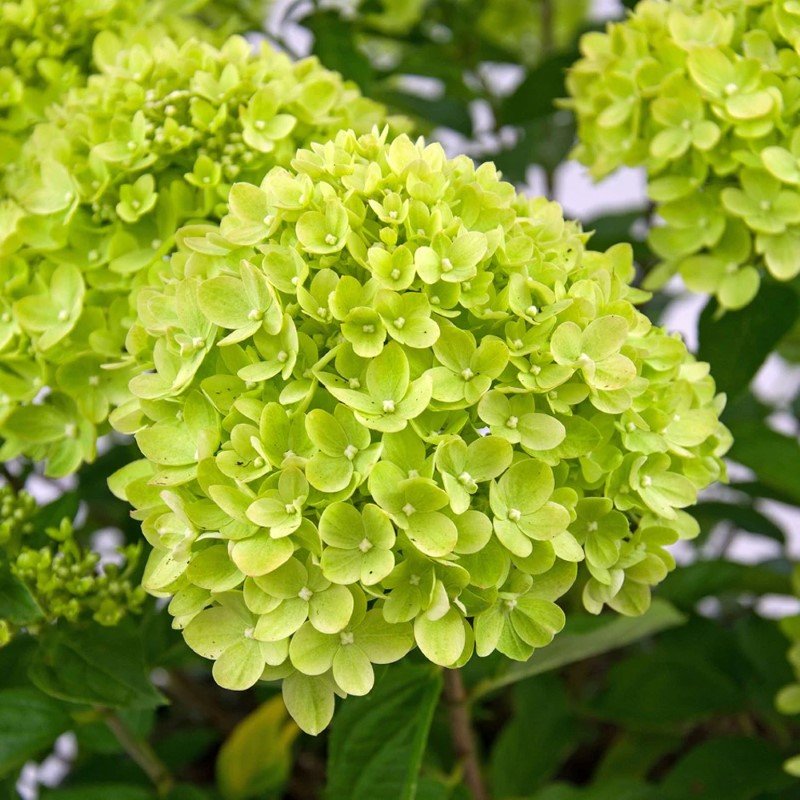 Dekoratyvinis krūmas, šluotelinė hortenzija "Little Lime", vazonėlio skersmuo 17 cm.
