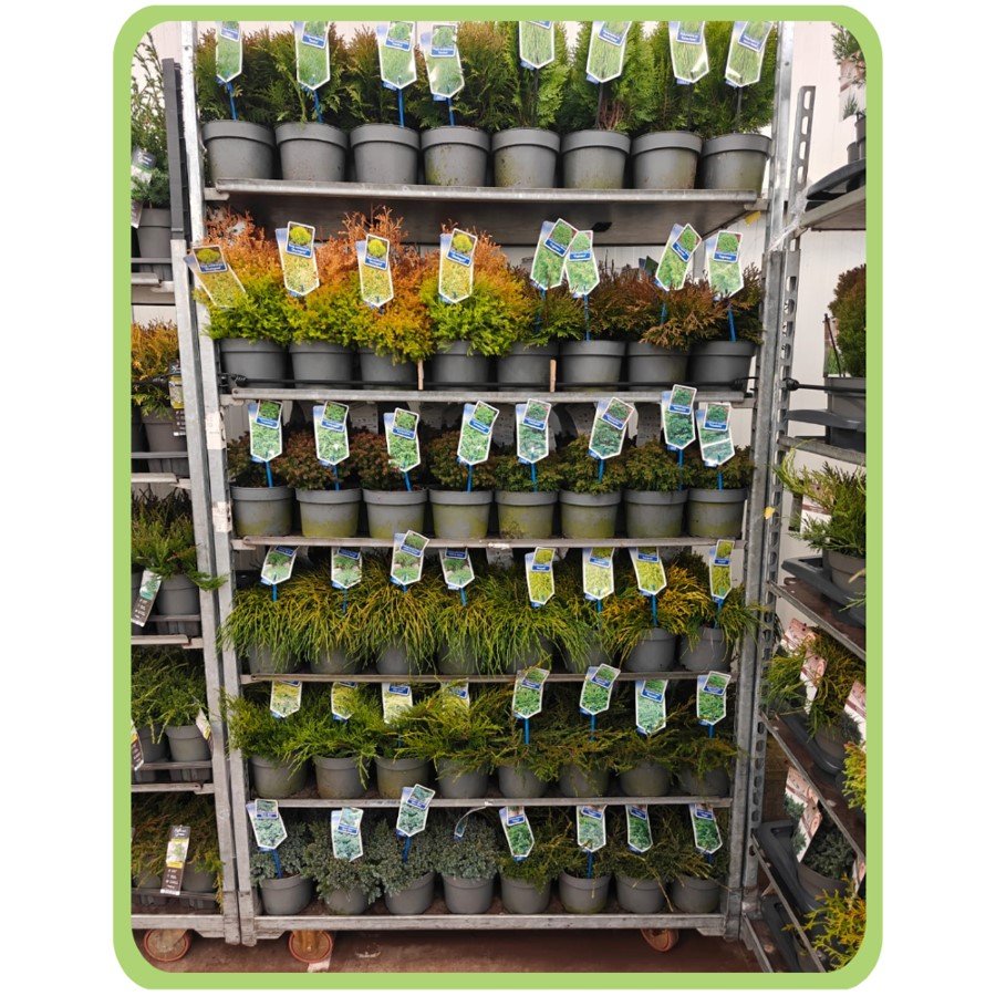 Spygliuotis, įvairūs, vazonėlio skersmuo 17 cm.