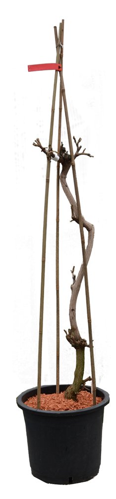 Vijoklinis augalas, visterija, vazonas 30 l.