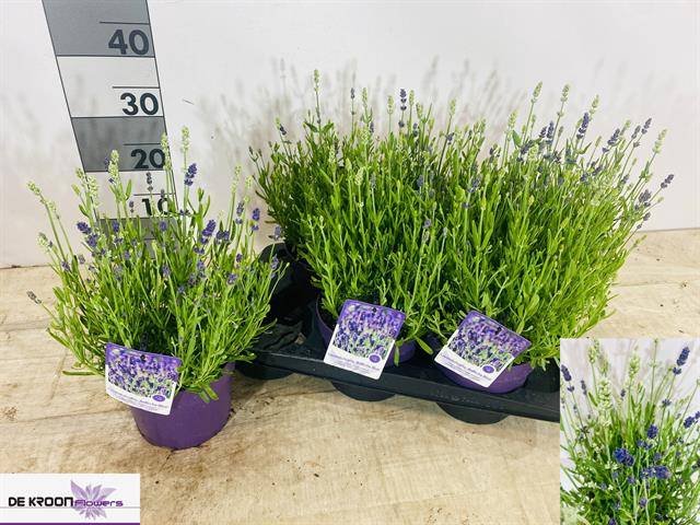 Daugiametė gėlė, levanda "Ardeche Blu", vazonėlio skersmuo 17 cm.