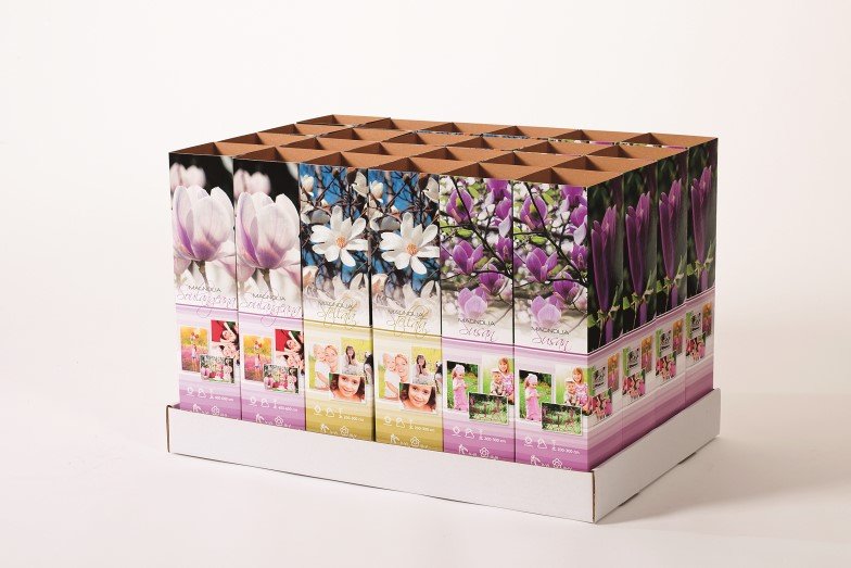 Dekoratyvinis krūmas, magnolija, įvairios, kartoninė tūtelė