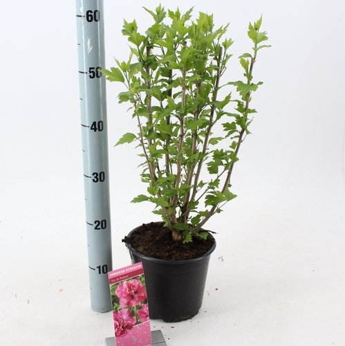 Daugiametė gėlė, kinrožė "De Brabant", vazonėlio skersmuo 19 cm.