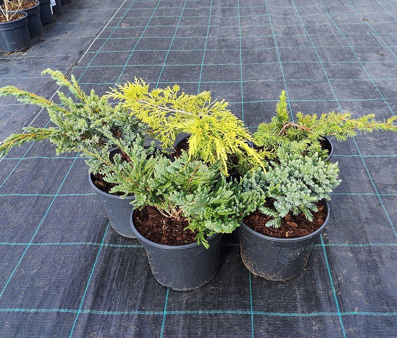 Spygliuotis, įvairūs, vazonas 2 l.