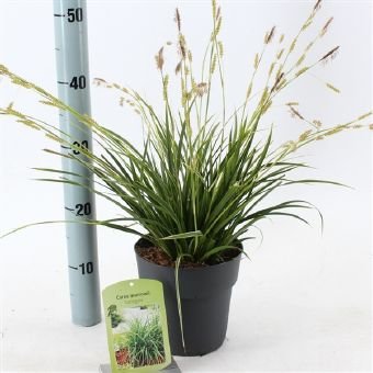Žolinis augalas, viksva "Variegata", vazono skersmuo 17 cm.
