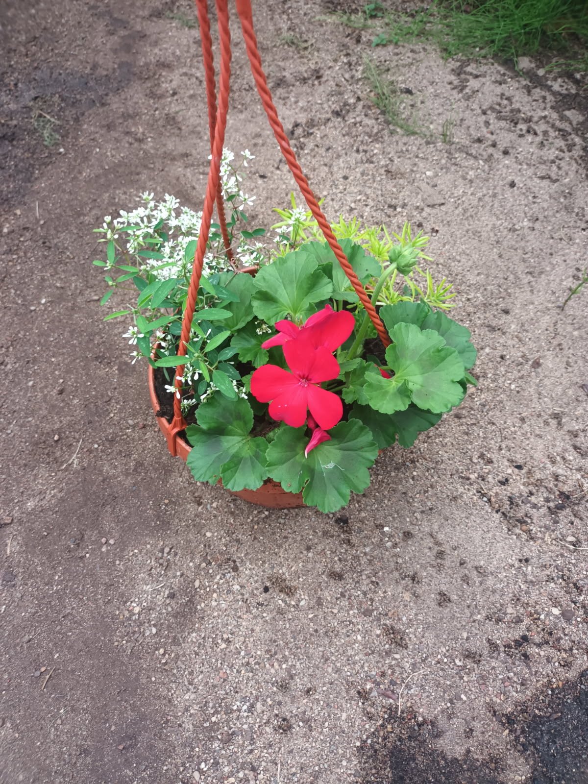 Vienmetė gėlė, svyrančių gėlių kompozicija, vazonėlio skersmuo 20 cm.