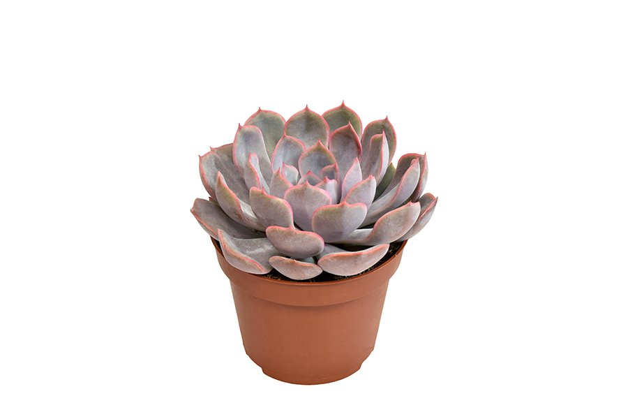 Kambarinis augalas, kalvorė (surfinija) "Menina", vazonėlio skersmuo 11 cm.