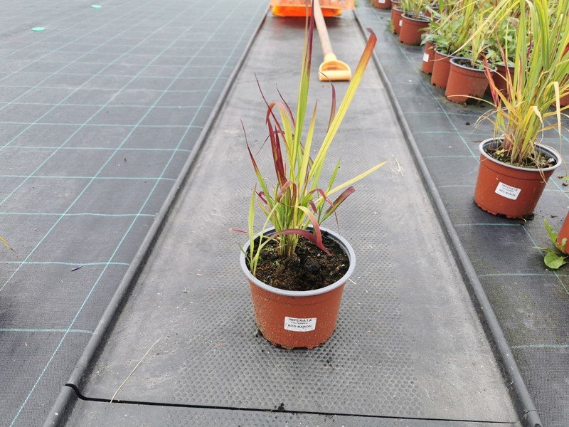 Žolinis augalas, imperata "Red Baron", vazonėlio skersmuo 15 cm.