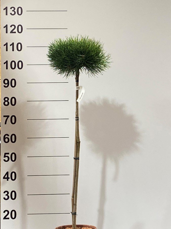 Spygliuotis, pušis "Bayo", ant stiebo, vazonėlio skersmuo 22 cm.