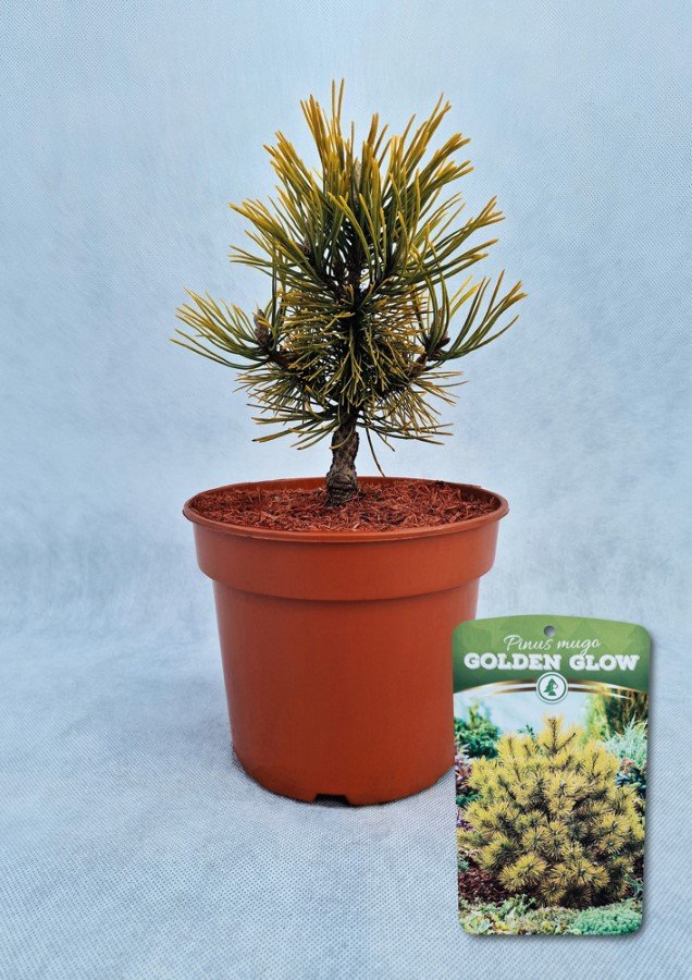 Spygliuotis, pušis kalninė "Golden Glow", vazonas 3 l.