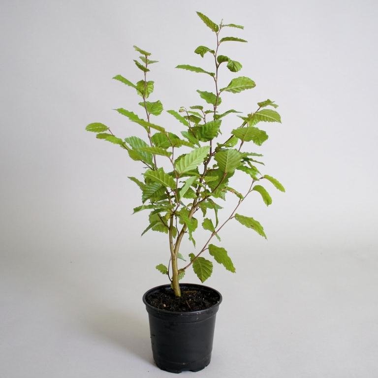 Dekoratyvinis medis, skroblas paprastasis "Columnaris", vazonas 5 l.