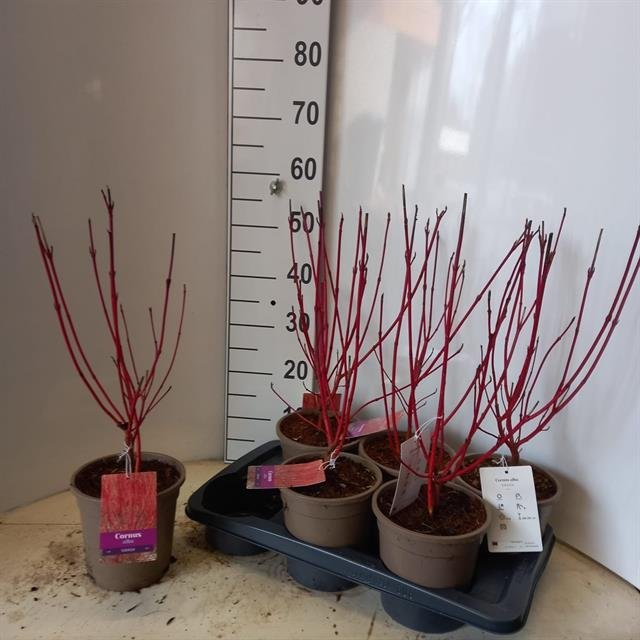 Dekoratyvinis krūmas, sedula "Alba Sibirica", vazonėlio skersmuo 17 cm.