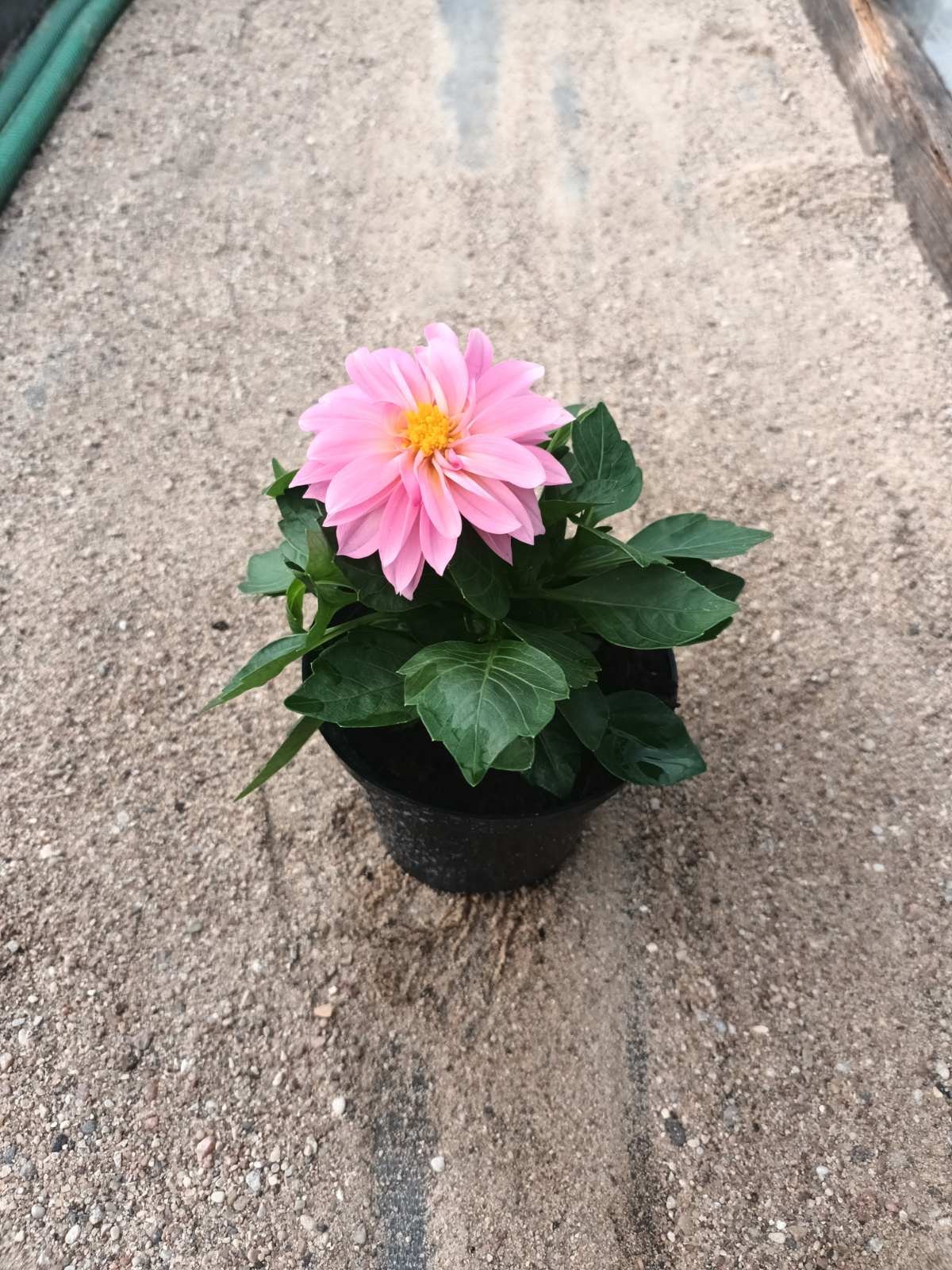 Vienmetė gėlė, jurginas, vazonėlio skersmuo 12 cm.