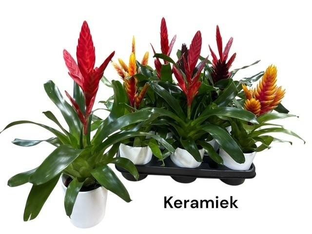 Kambarinis augalas, vriezija, įvairios, vazonėlio skersmuo 11 cm.