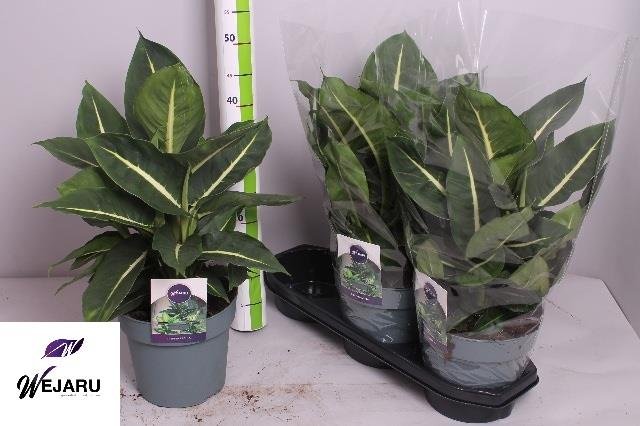 Kambarinis augalas, difenbachija "Green Magic", vazonėlio skersmuo 19 cm.
