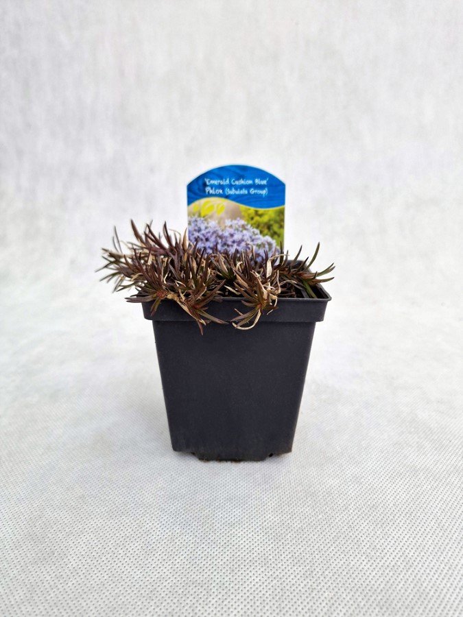 Daugiametė gėlė, flioksas ylalapis "Emerald Cushion Blue", vazonėlio skersmuo 9 cm.