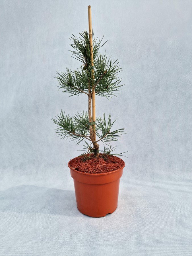 Spygliuotis, pušis paprastoji "Bialogon", vazonas 3 l.