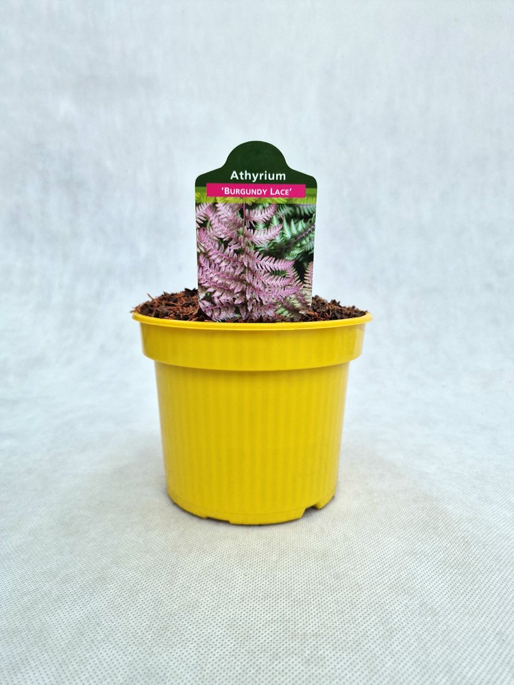 Daugiametis augalas, blužniapapartis japoninis "Burgundy Lace", vazonas 1,5 l.