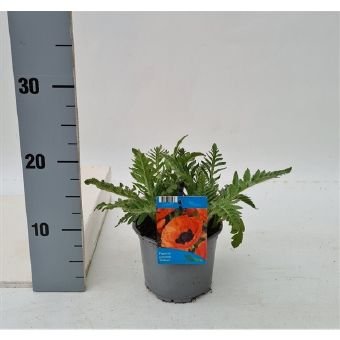 Daugiametė gėlė, aguona rytinė "Brilliant", vazonėlio skersmuo 13 cm.