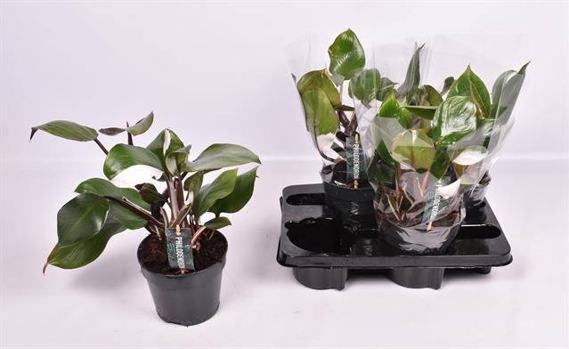 Kambarinis augalas, filodendras "White Knight", vazonėlio skersmuo 15 cm.