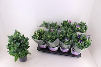 Kambarinis augalas, eustoma, vazonėlio skersmuo 13 cm.